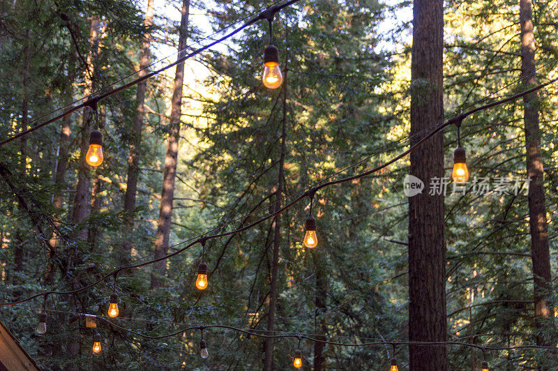 悬挂在高耸的红杉树生长在加州圣克鲁斯附近