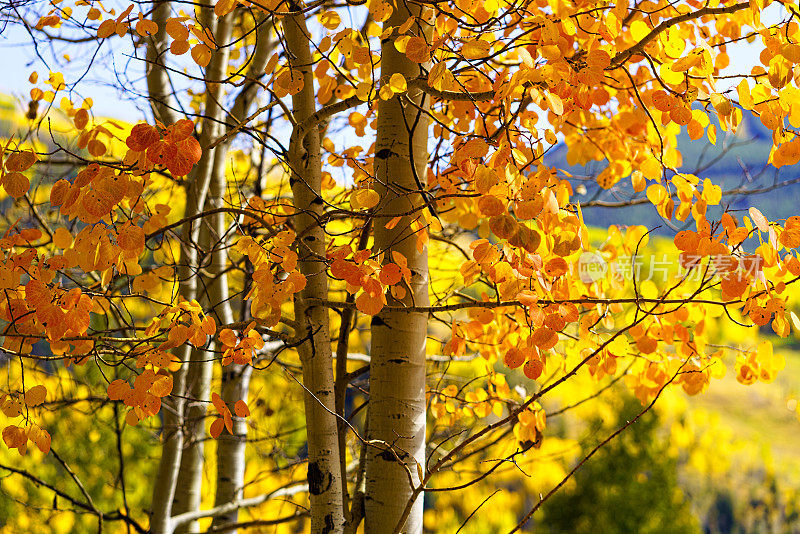 充满活力的秋天秋天的树叶Vail科罗拉多