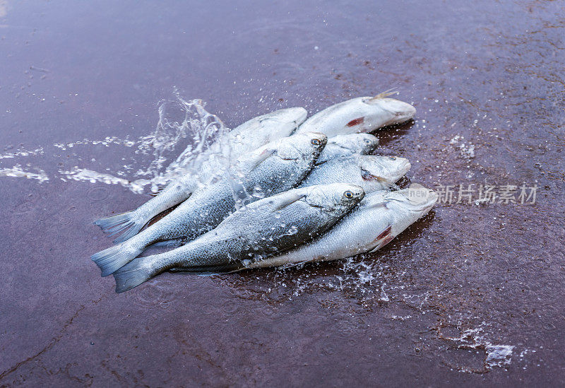 鲜海鲈鱼