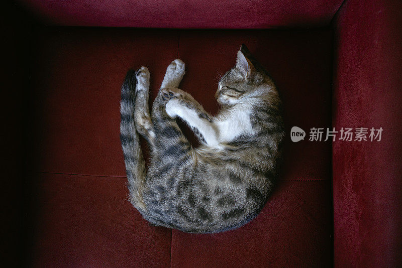 躺在沙发上的猫