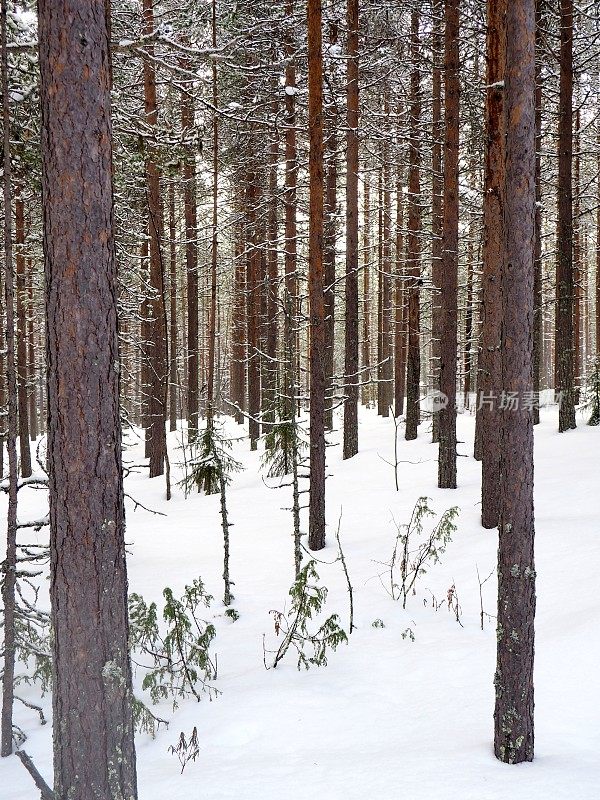 芬兰拉普兰北部森林中的苏格兰松树