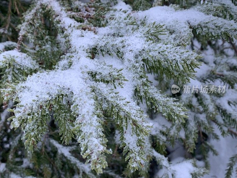 冷杉枝在雪中