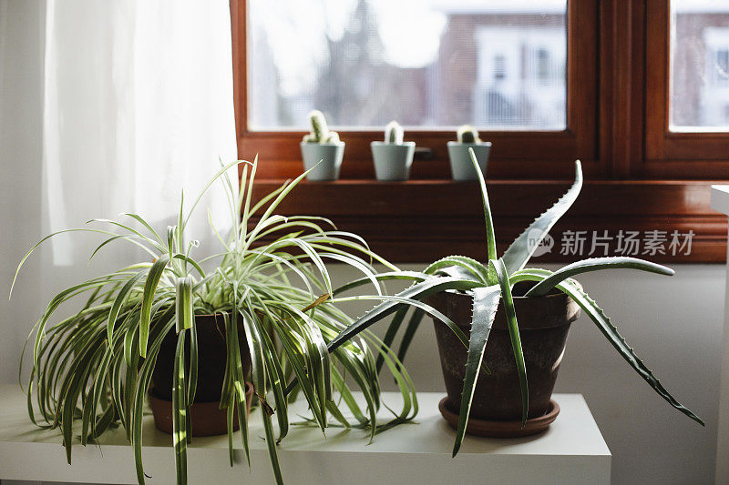 室内植物