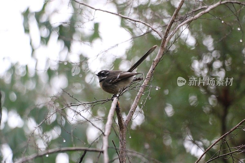 灰色扇尾鱼(白色扇尾鱼)尾巴向上