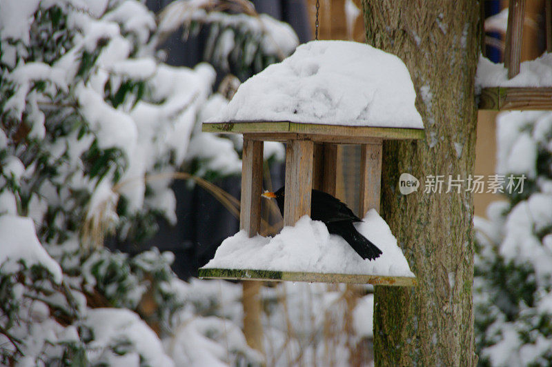 黑鸟在冬天