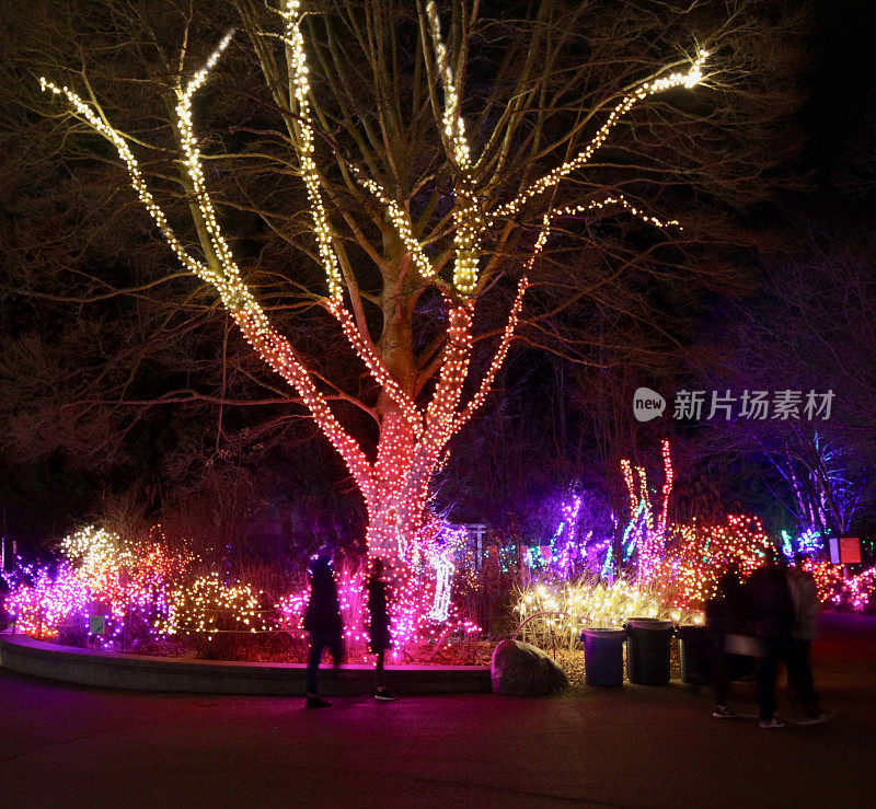 邻居试图装饰一棵树