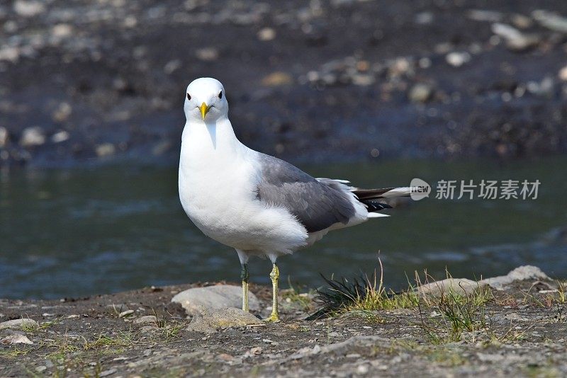 迪纳利NP萨维奇河的鸥叫声