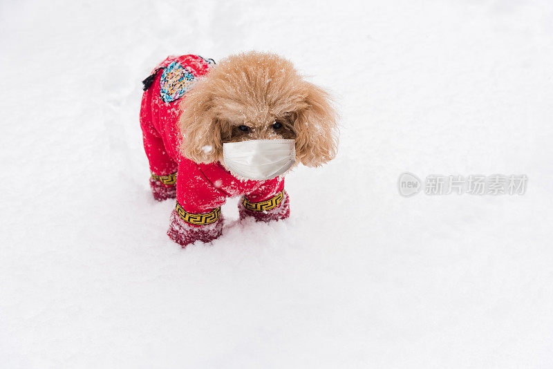 带面罩的小泰迪狗，可在雪地里预防病毒感染