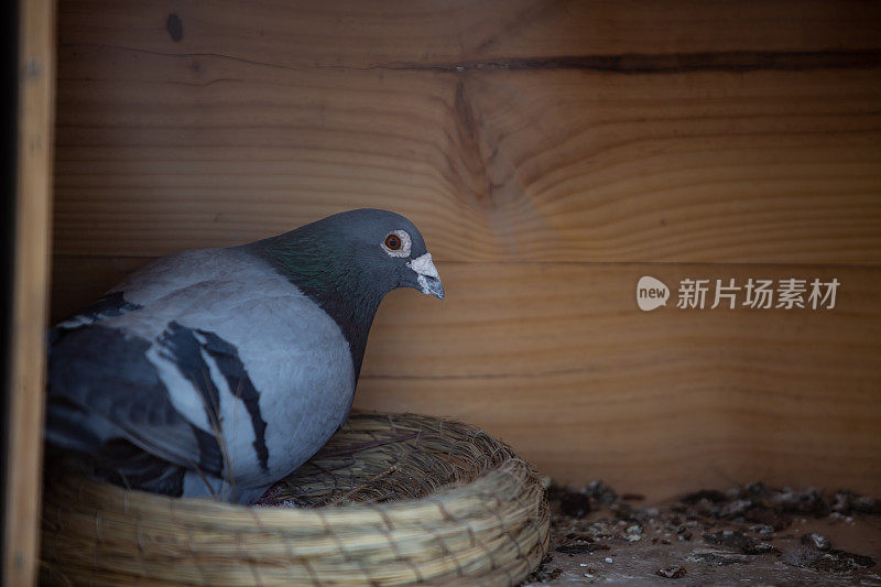 鸽子和小鸟在鸟巢里