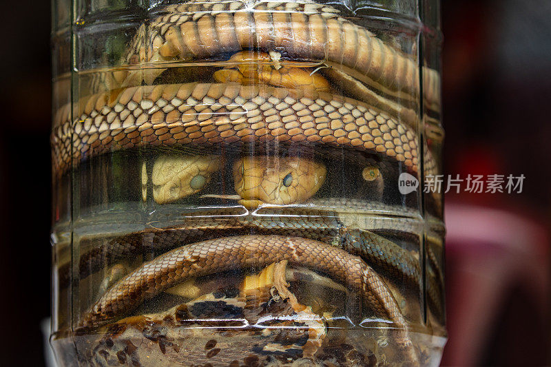 眼镜蛇酒在越南