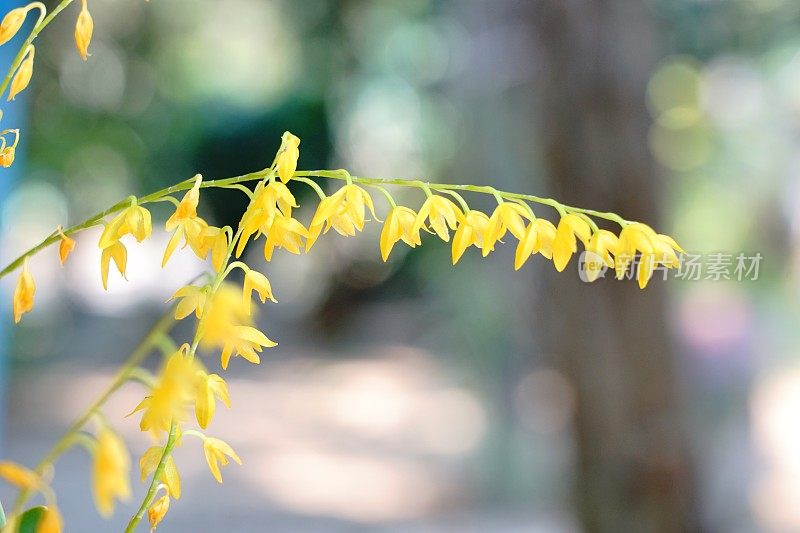 黄色Calanthe兰花