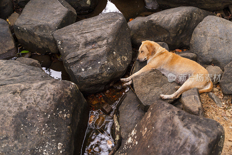一只狗在小溪附近的岩石上睡觉。