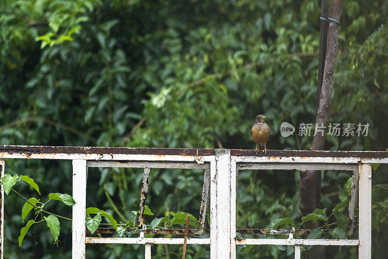 画眉鸟栖息在花园的旧窗框上