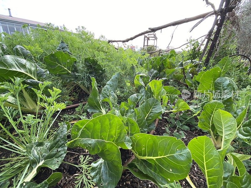 生长在有机花园里的银甜菜