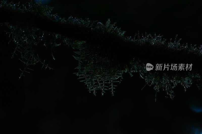 树枝上挂满露珠的苔藓，以黑色为背景