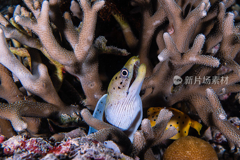 藏在鹿角珊瑚中的海鳗和黄箱鱼