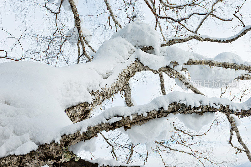 树枝上覆盖着雪