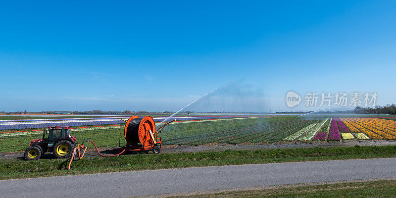 荷兰著名的花田灌溉