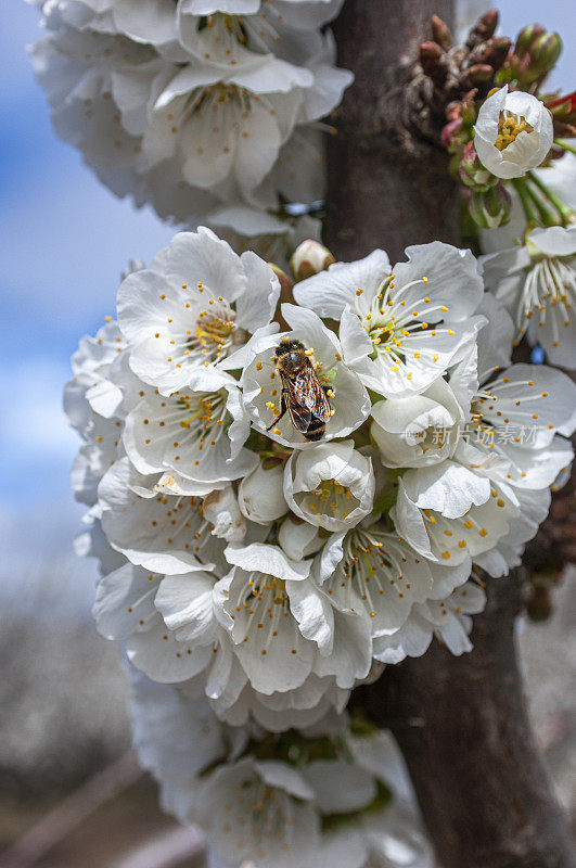 杏树花和蜜蜂的特写