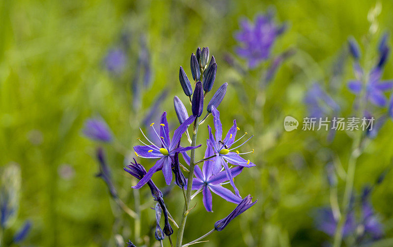 紫花植物野外特写