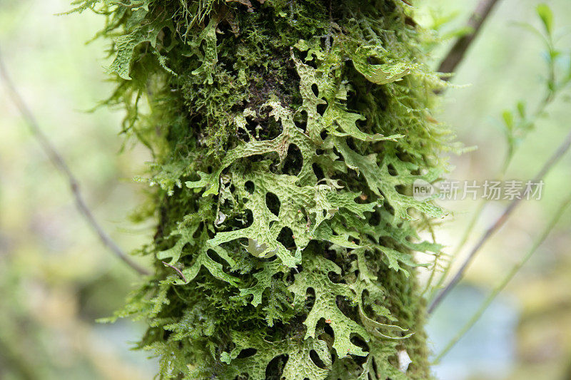 苔藓生长在树干上