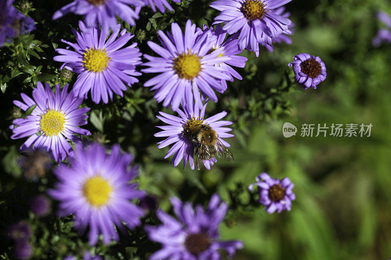 紫菀和蜜蜂采集花蜜