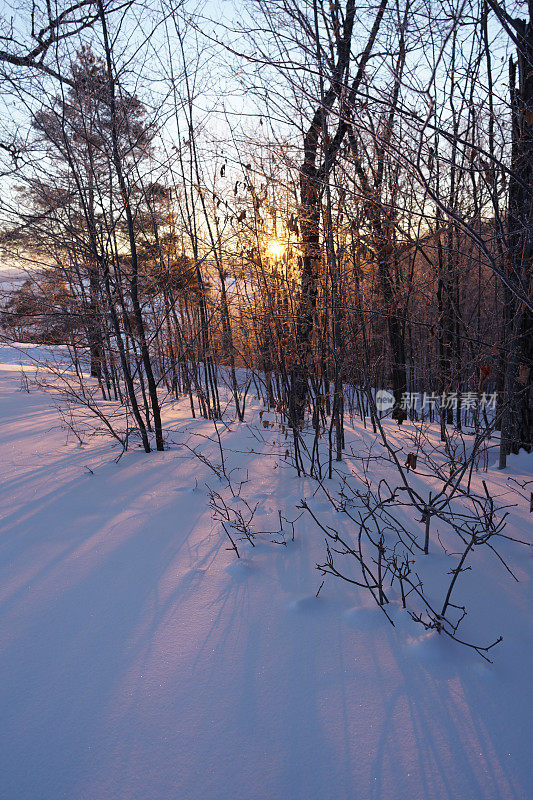 树在日落。冬季森林雪