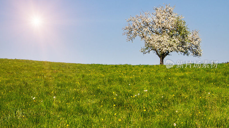 阳光洒满田野的野花，寂寞的大树在春天绽放