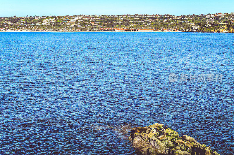 海豹和海岸线上的加州拉霍亚，是一个风景如画的美丽城市