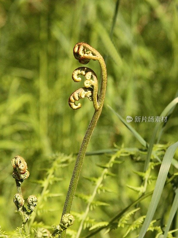 一种蕨类植物展开的叶子