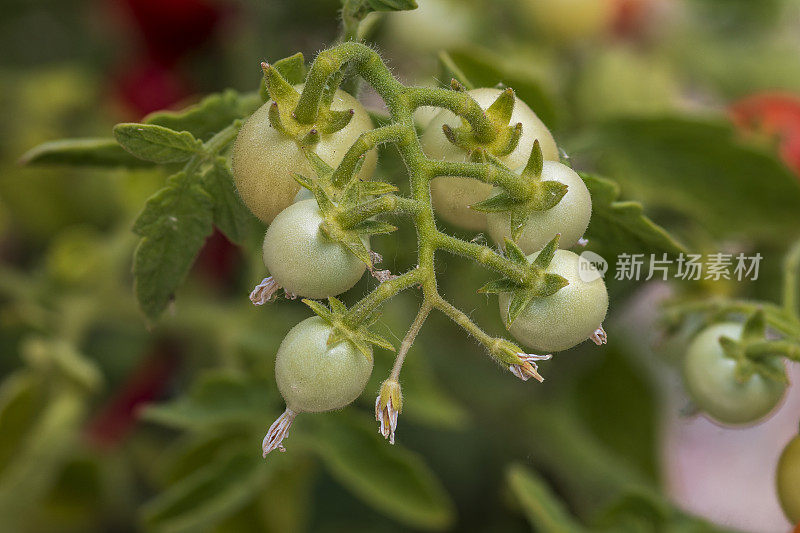 葡萄藤上未成熟的圣女果