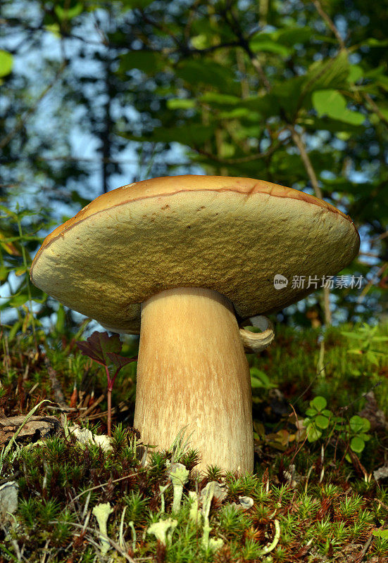 荒野中的蘑菇