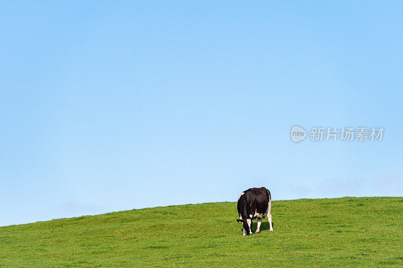 傍晚时分，一头荷斯坦奶牛在苏格兰的田野里吃草