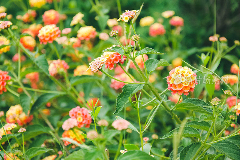 小橙花