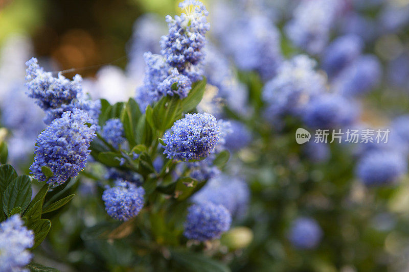 在夏天的维多利亚加利福尼亚丁香灌木海葵的特写