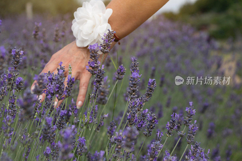 女人的手温柔地抚摸着薰衣草