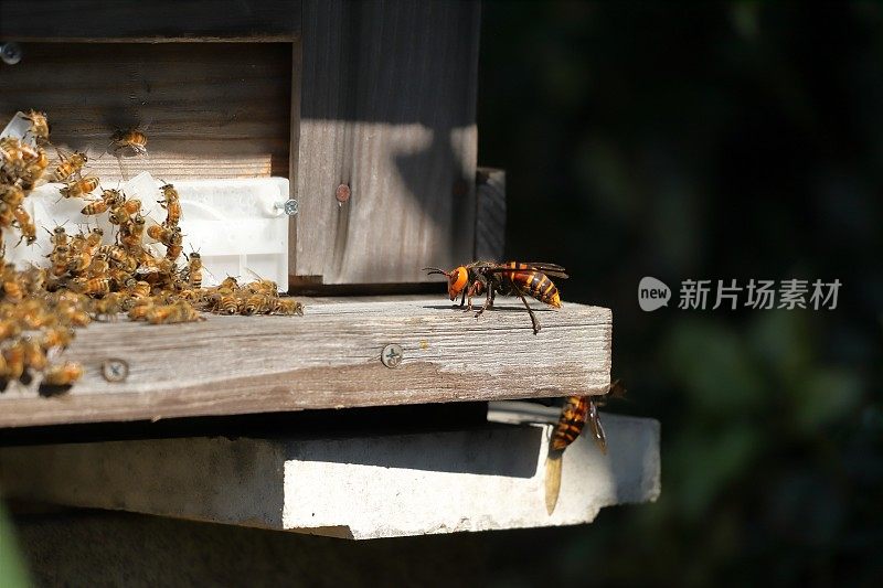 日本大黄蜂正在攻击一个蜂巢。