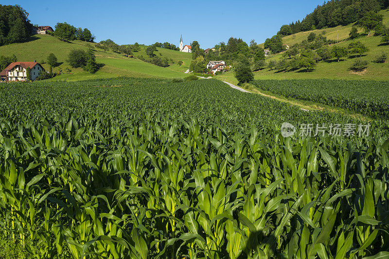 多布尔纳周围的玉米地，斯洛文尼亚的一个温泉小镇。