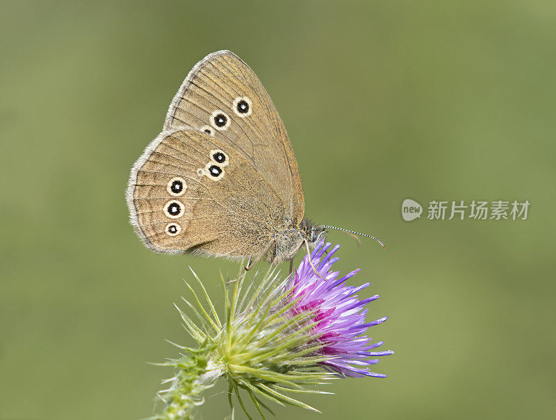 蝴蝶节(节肢动物)