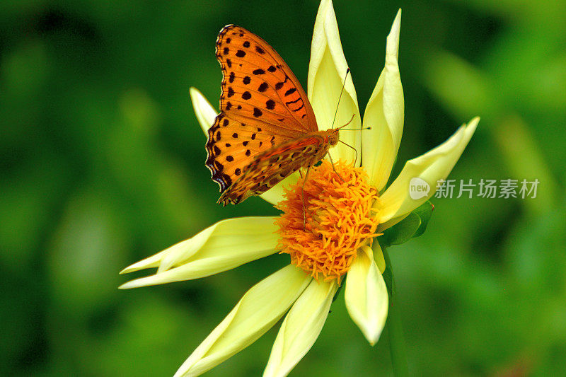 大丽花与蝴蝶(贝母)