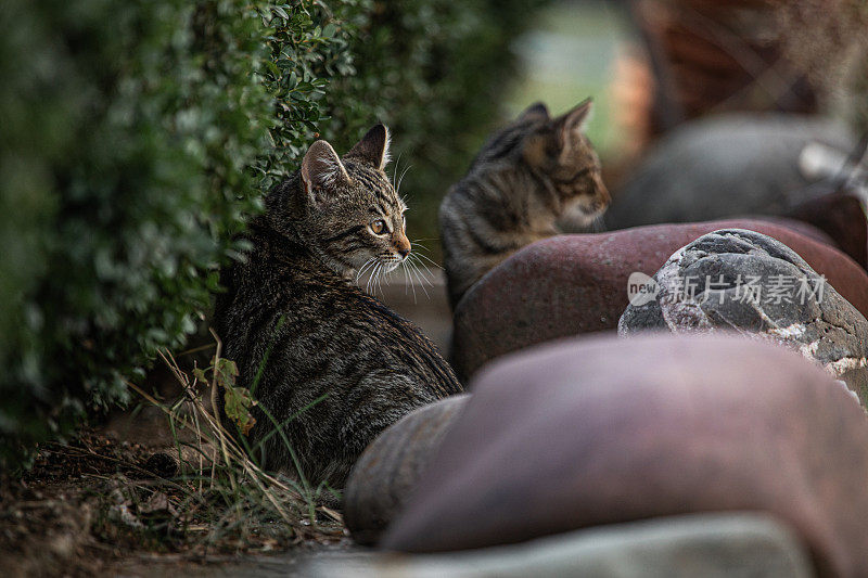 两只家猫在后院看着别处