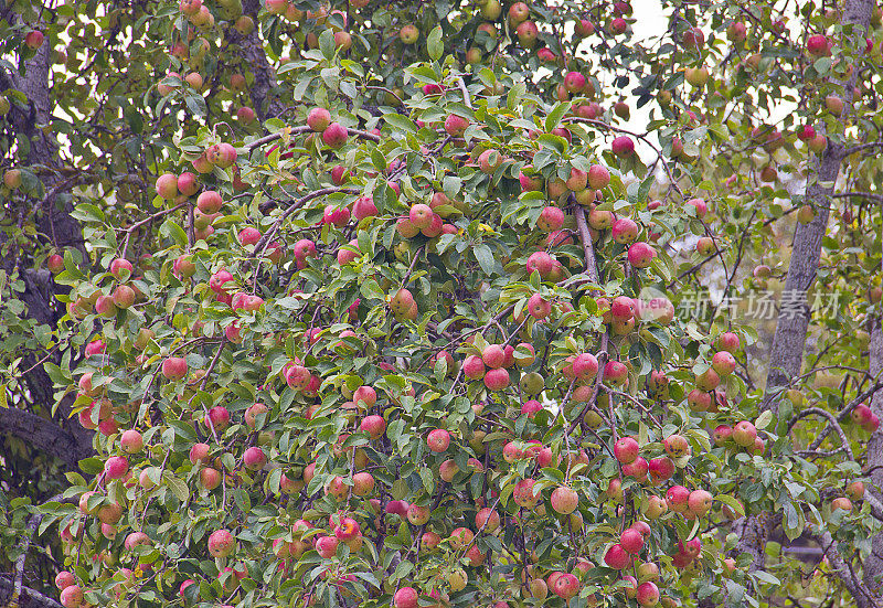果园里成熟的苹果准备收割了