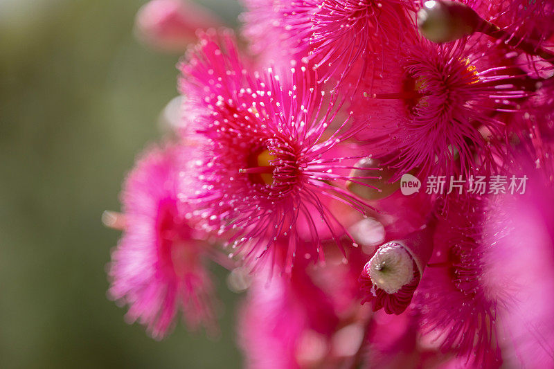 特写美丽的粉红色树胶花，背景与复制空间