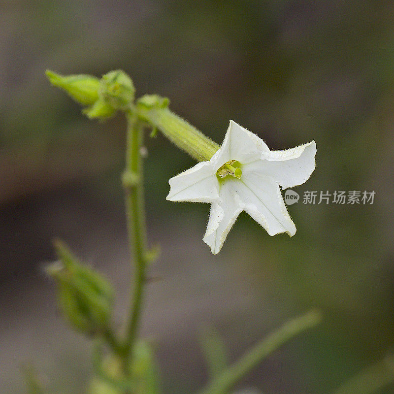 甜地黄的一朵花