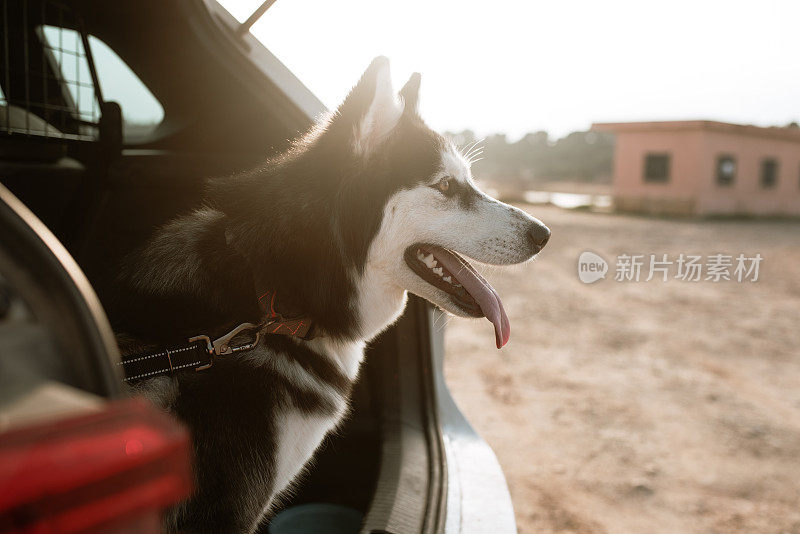 后备箱里的哈士奇狗