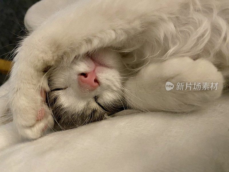 小猫睡觉