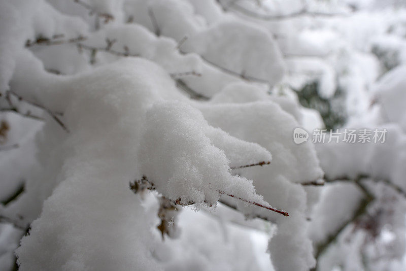 冬天的雪落在光秃秃的树枝上