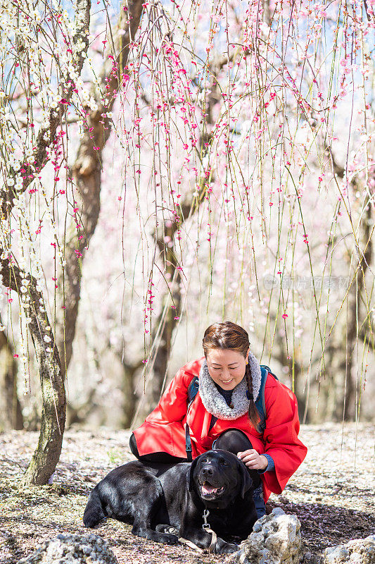 一个女人在梅花树公园和狗