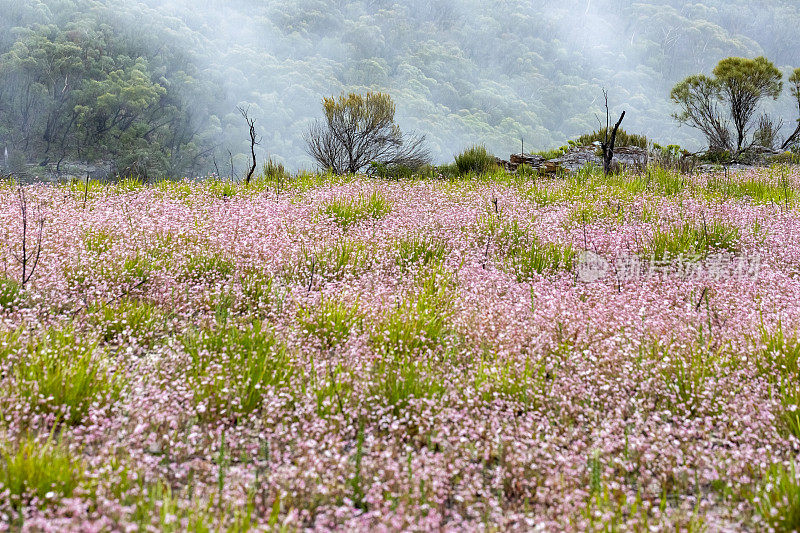 美丽而稀有的本地粉红色法兰绒花雨后，背景与复制空间