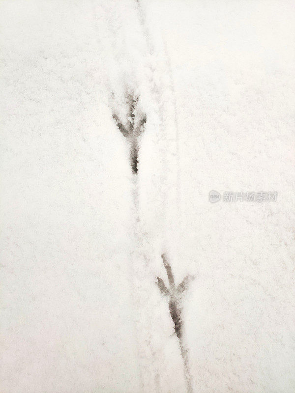 雪地上有动物的脚印